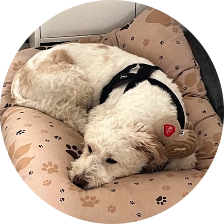 Weißer Hund der auf einer Schlafdecke mit Pfötchenprint liegt